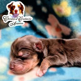 Hector - Blue merle male Miniature Australian Shepherd puppy in Punta Gorda, Florida from Christie's Creekside Aussies