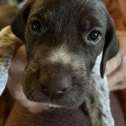 German Shorthaired Pointer Puppies from Wagoner GSP's