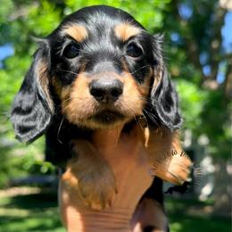 Black and Tan - Black and tan female Dachshund puppy in Nampa, Idaho from Long_and_Low_Dachshunds