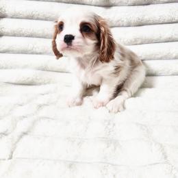 Camero - Blenheim male Cavalier King Charles Spaniel puppy in Wilburton, Oklahoma from My Kids Kennel