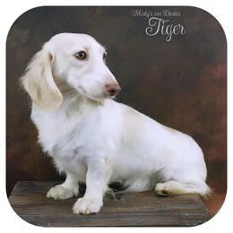 Tiger - Dachshund