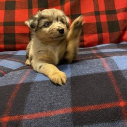 Miniature Australian Shepherd and Toy Australian Shepherd Puppies from Bit O' Bliss Farm LLC