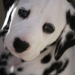 Dalmatian Puppies from Spothaven Dalmatians