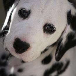 Dalmatian Puppies from Spothaven Dalmatians