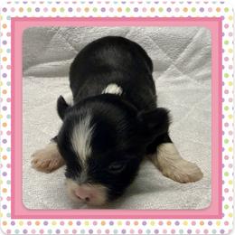 Xia - Parti female Yorkshire Terrier puppy in Annandale, Virginia from Artisan Yorkies LLC