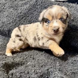 Saffron - Blue merle male Miniature Australian Shepherd puppy in Medical Lake, Washington from MAS Gone Rogue