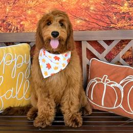 Bailey's Red Boy - Red  male Goldendoodle puppy in Kountze, Texas from Texas Doodles LLC