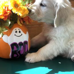 Golden Retriever Puppies from Brightside Goldens
