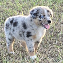 Andromeda - Blue merle male Australian Shepherd puppy in Wrightsville, Georgia from Wild Magnolia Farms Aussies