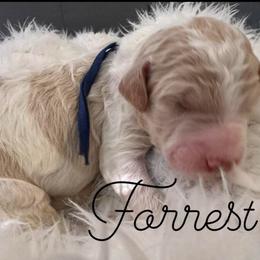 Forrest - Parti male Poodle puppy in Prosperity, Pennsylvania from Stelladoodles & Company