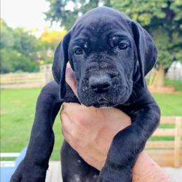 Enid - Black female Great Dane puppy in Princeton, Indiana from Phantasm Farms