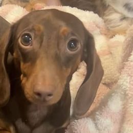 Dachshunds from Mammoth Cave Dachshunds