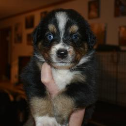 Chippy - Black tri-color male Australian Shepherd puppy in Altmar, New York from E&C Australian Shepherds