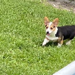 Dixie - Black and tan Pembroke Welsh Corgi puppy in Dickinson, Texas from Gulf Coast Corgis