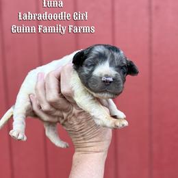 Luna - Merle female Labradoodle puppy in Grove, Oklahoma from Guinn Family Farms