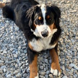 Darla - Bernese Mountain Dog