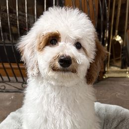 Ozzy   (AKC Miniature Poodle) - Poodle puppy from Carman's Miniature Poodles