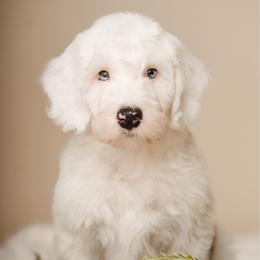 Colin Bridgerton - Blue merle and white male Sheepadoodle puppy in Edmond, Oklahoma from Rock N Roll Doodles