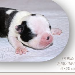 Boy 2 - Black and white male Boston Terrier puppy in North Central, Vermont from Windy Valley’s Bostons