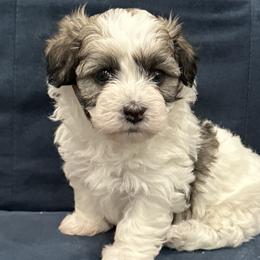 Triumph - Silver sable Havanese puppy in Manteca, California from Once Upon A Havanese