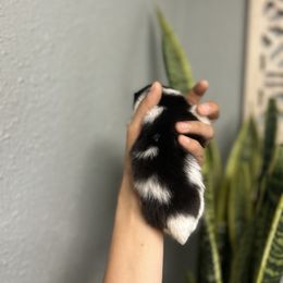 Pomeranian Puppies from Vargas Boyz Kennel