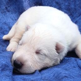 Orange - White male German Shepherd puppy in Bexar County, Texas from Scenic Creek German Shepherds and White Swiss Shepherds