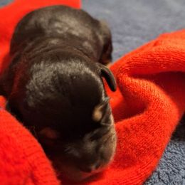 Girl 1 - Brown female Schnoodle puppy in New Cambria, Kansas from Shrivers' Sweethearts