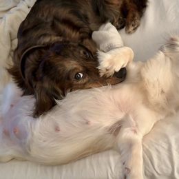 Dachshunds from DixieLand Doxies