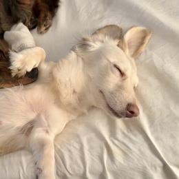 Dachshunds from DixieLand Doxies