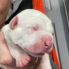 Female 5 - White female Dogo Argentino puppy in Winter Haven, Florida from Wayward’s Dogos and Spellbound Greyhounds
