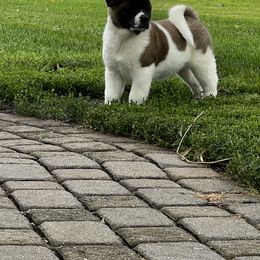 Akita and Portuguese Water Dog Puppies from Cades Akitas