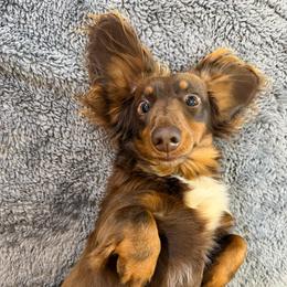 Milo - Dachshund