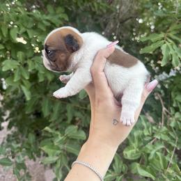 Marvel - White and fawn male French Bulldog puppy in Mesa, Arizona from Prickly Pear Kennels