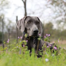 Weimaraner Puppies from Three Oak’s Kennel