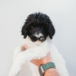 Karma - Parti Goldendoodle puppy in Canton, Georgia from Mae’s Doodles of Georgia