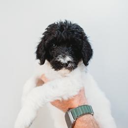 Karma - Parti Goldendoodle puppy in Canton, Georgia from Mae’s Doodles of Georgia