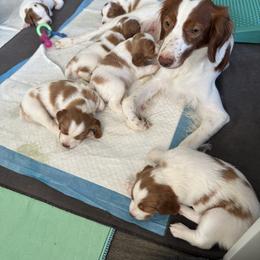 Brittany Puppies from Christmas Acres Brittanys