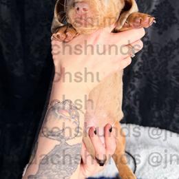 Nami - Dapple female Dachshund puppy in Tracy, California from JnA Dachshunds