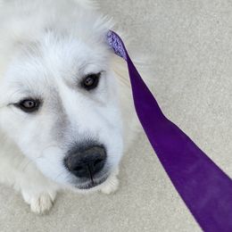 Bandit - Great Pyrenees