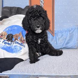 Hermes - Black female Labradoodle puppy in Kingston, Georgia from CC Familydoodles