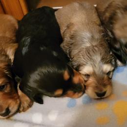 Dachshund Puppies from CLARK'S BREEDING PROGRAM