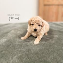 Rainbow - Apricot female Maltipoo puppy in Huntsville, Texas from Nelson Creek Farms