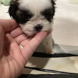 Girl 3 - Shih Tzu puppy in Moreno Valley, California from Legacy Shihtzus