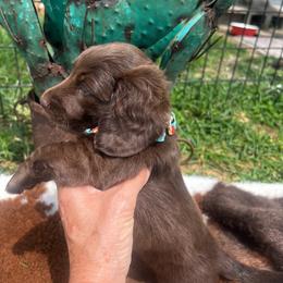 Hilda Mae - Chocolate female Dachshund puppy in Carthage, Missouri from Hounds by Mishelle