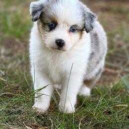Hottie - Blue merle female Toy Australian Shepherd puppy in Leitchfield, Kentucky from Legendmaker MAS