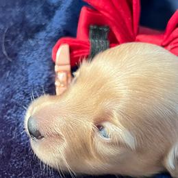 Ivory - Cream female Dachshund puppy in New Waverly, Texas from Corgie & Cream Paradise