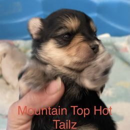 Milo - Black & tan tri-color male Morkie puppy in Taylorsville, North Carolina from Mountain Top Hot Tailz