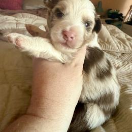 Riot - Red merle male Miniature Australian Shepherd puppy in Gatesville, Texas from Southern Promise Aussie’s