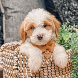 Austin - Parti male Goldendoodle puppy in Iola, Texas from Supreme Doodles of Texas