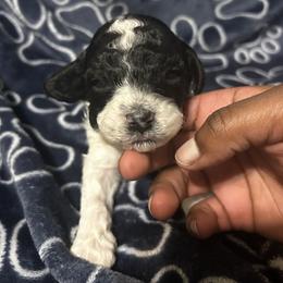 Zenobia - Parti female Poodle puppy in Berkeley, California from Poodle Parade